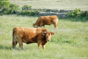 Foto Vacas pastando en Colmenar Viejo 15