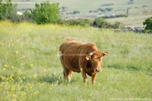 Foto Vacas pastando en Colmenar Viejo 17