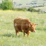 Foto Vacas pastando en Colmenar Viejo 18