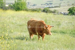 Foto Vacas pastando en Colmenar Viejo 18