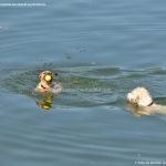 Foto Perros nadando en el Pantano de San Juan 1
