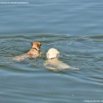 Foto Perros nadando en el Pantano de San Juan 2