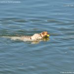 Foto Perros nadando en el Pantano de San Juan 3