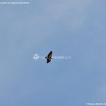 Foto Águila sobrevolando Galapagar 1