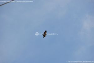 Foto Águila sobrevolando Galapagar 1