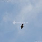 Foto Águila sobrevolando Galapagar 2