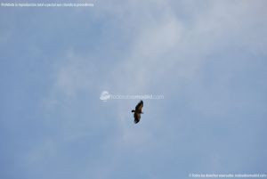 Foto Águila sobrevolando Galapagar 2