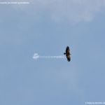 Foto Águila sobrevolando Galapagar 3