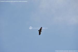 Foto Águila sobrevolando Galapagar 4