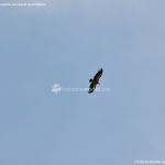 Foto Águila sobrevolando Galapagar 5