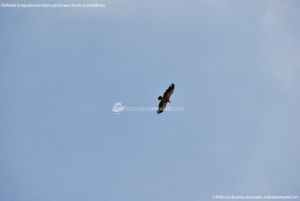 Foto Águila sobrevolando Galapagar 5