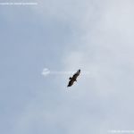 Foto Águila sobrevolando Galapagar 6