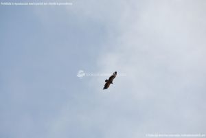 Foto Águila sobrevolando Galapagar 6
