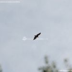 Foto Águila sobrevolando Galapagar 7