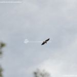 Foto Águila sobrevolando Galapagar 8