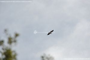 Foto Águila sobrevolando Galapagar 8