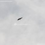 Foto Águila sobrevolando Galapagar 9