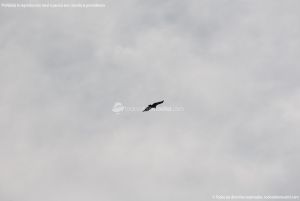 Foto Águila sobrevolando Galapagar 10