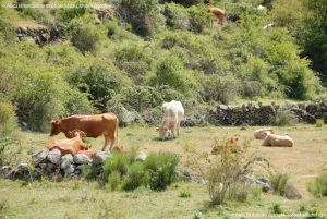 Foto Vacas pastando y bebiendo en Santa María de la Alameda 2
