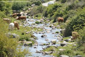 Foto Vacas pastando y bebiendo en Santa María de la Alameda 4