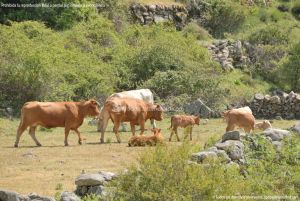 Foto Vacas pastando y bebiendo en Santa María de la Alameda 10