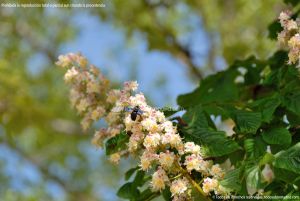 Foto Árboles floreciendo en Santa María de la Alameda 8