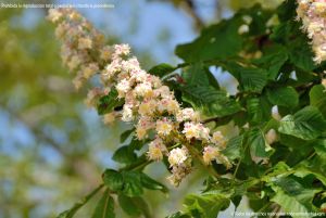 Foto Árboles floreciendo en Santa María de la Alameda 10