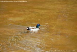 Foto Aves en Lago del Parque El Castillo 3