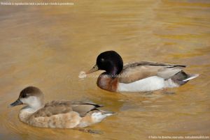 Foto Aves en Lago del Parque El Castillo 6