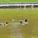 Foto Aves en Lago del Parque El Castillo 10