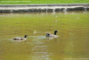 Foto Aves en Lago del Parque El Castillo 10
