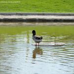 Foto Aves en Lago del Parque El Castillo 11