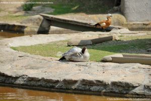 Foto Aves en Lago del Parque El Castillo 13