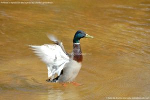 Foto Aves en Lago del Parque El Castillo 15