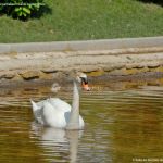Foto Aves en Lago del Parque El Castillo 16