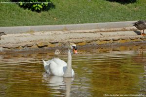 Foto Aves en Lago del Parque El Castillo 16