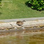Foto Aves en Lago del Parque El Castillo 17