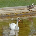 Foto Aves en Lago del Parque El Castillo 18