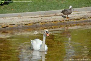 Foto Aves en Lago del Parque El Castillo 18