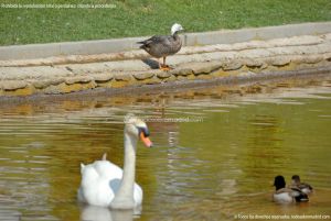 Foto Aves en Lago del Parque El Castillo 19