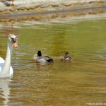 Foto Aves en Lago del Parque El Castillo 20