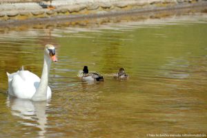 Foto Aves en Lago del Parque El Castillo 20