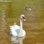 Foto Aves en Lago del Parque El Castillo 32
