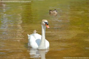 Foto Aves en Lago del Parque El Castillo 32