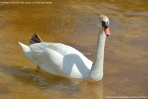 Foto Aves en Lago del Parque El Castillo 33