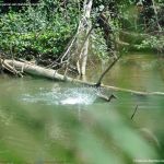 Foto Patos en el Río Henares 1