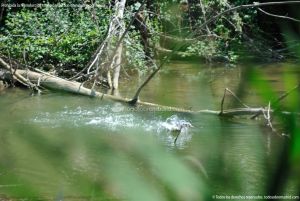 Foto Patos en el Río Henares 2