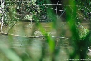 Foto Patos en el Río Henares 4