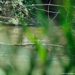 Foto Patos en el Río Henares 5