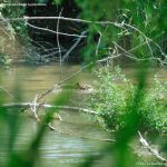 Foto Patos en el Río Henares 6